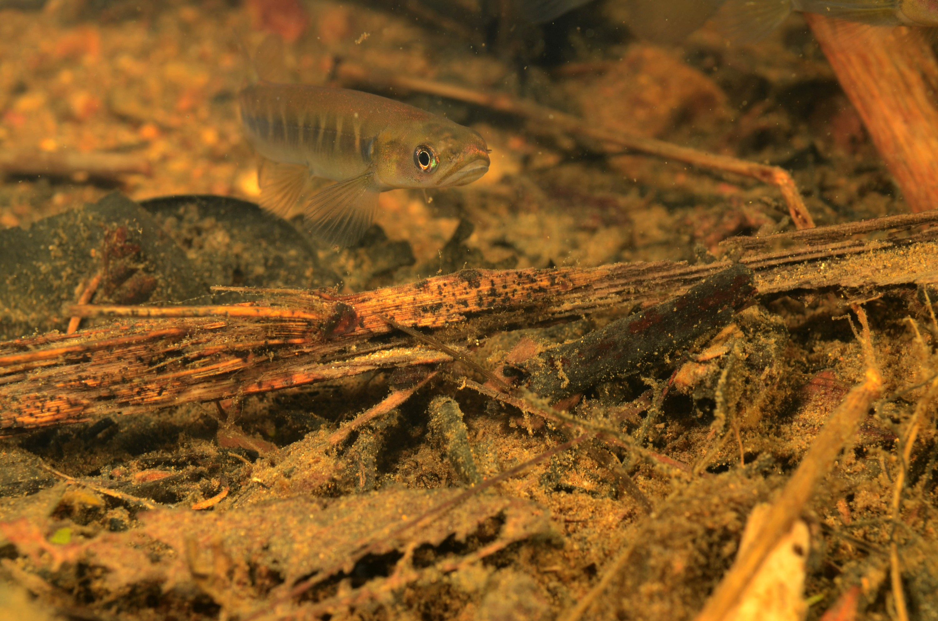 DSC_7720 – Banded, kokupu, home, stream, Galaxias, fasciatus, crispin, nz, new, zealand, new zealand